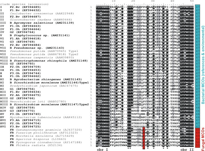 Fig1_bacterial laccases