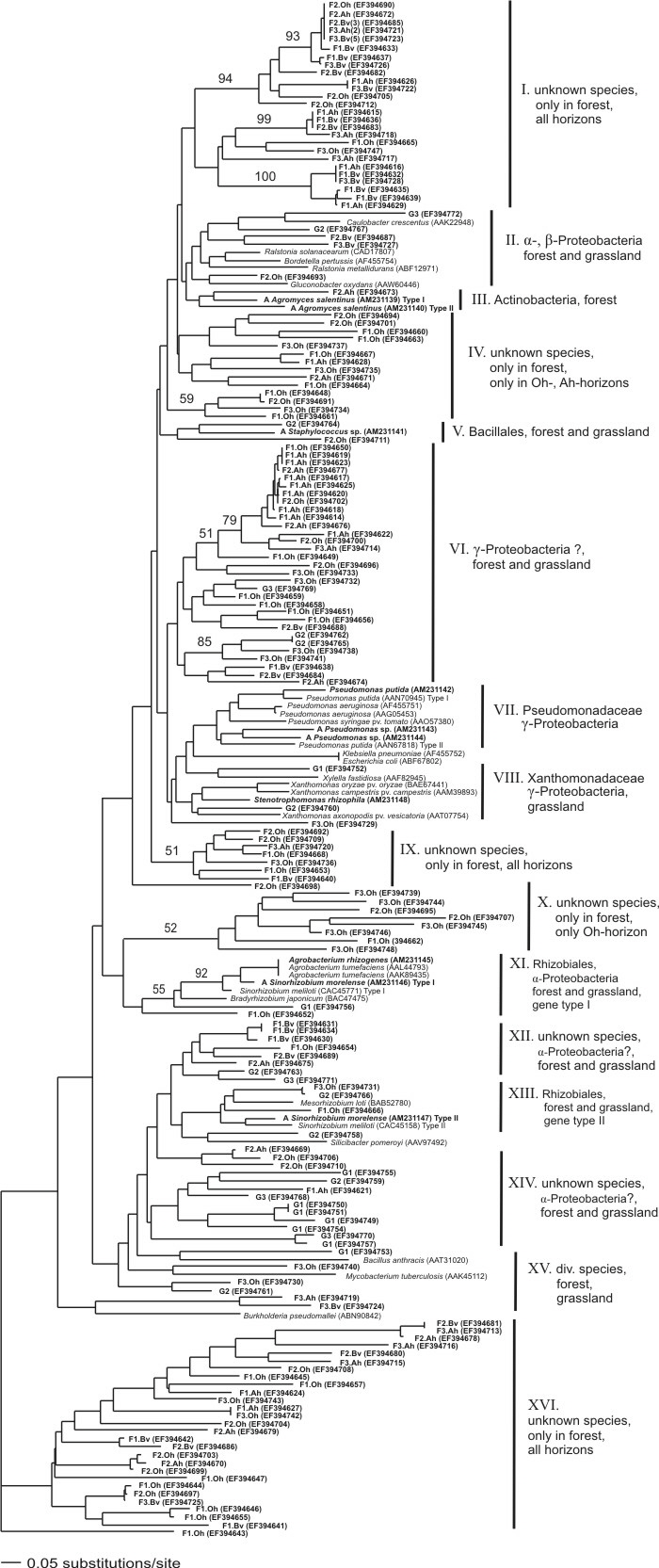 Fig2 tree_bacterial laccases