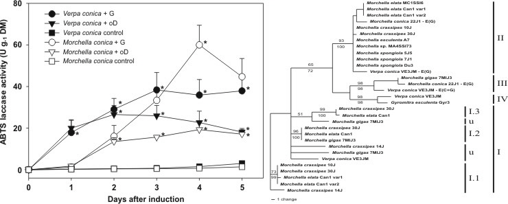 Fig3LaccaseActivityandPhylogeny