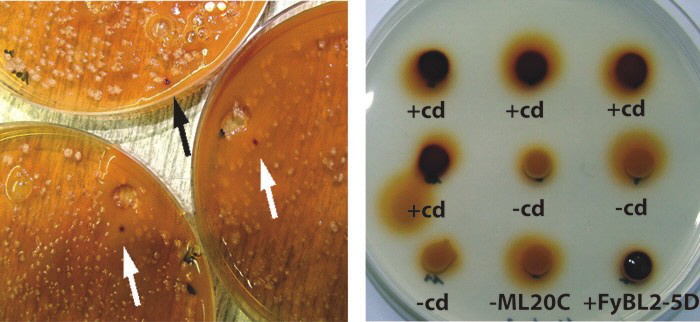 Fig_phosphatase_plate_test_color